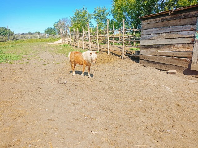 Веселая ферма: Гримо, наконец-то!