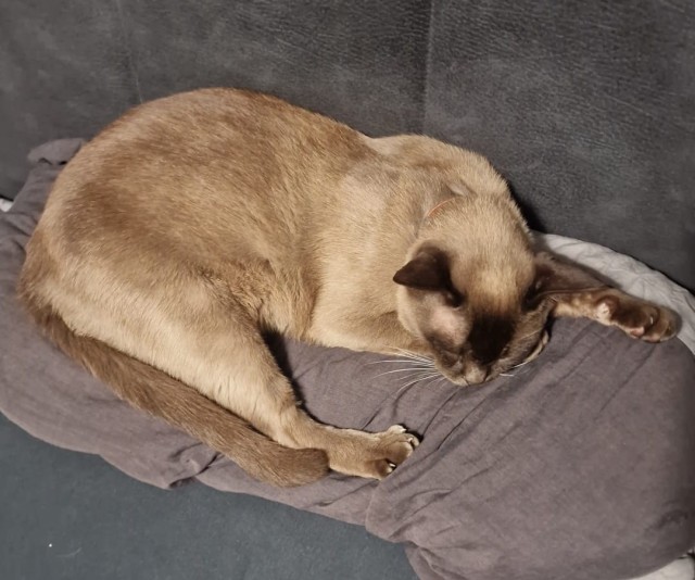 Его первый вторник