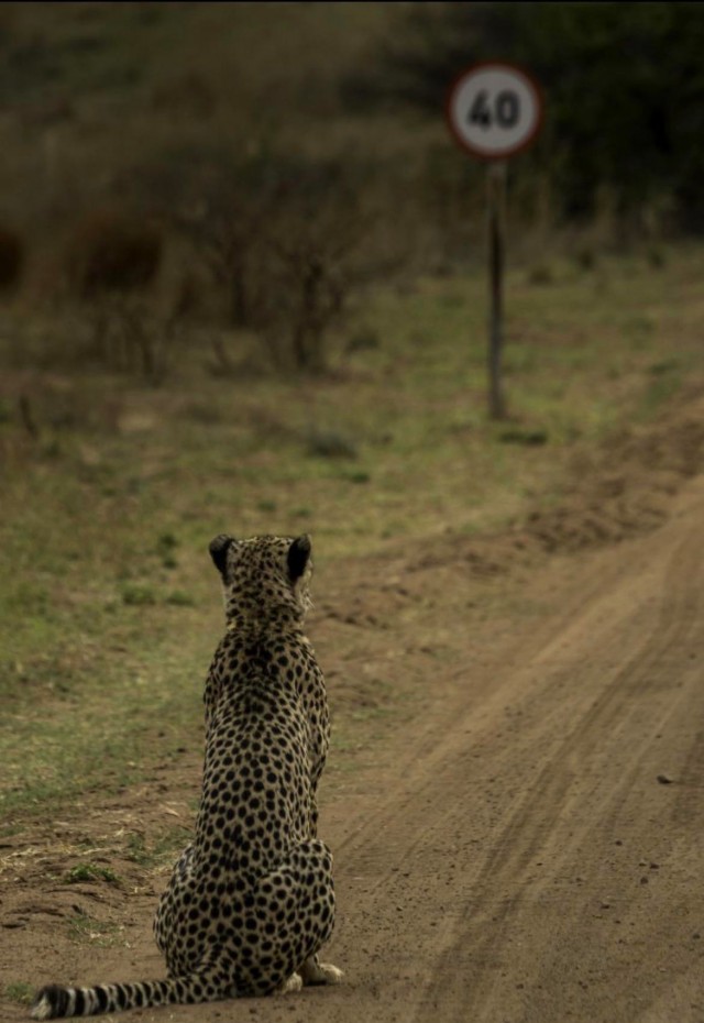 Победители и финалисты премии Wildlife Comedy Photography Awards в области фотографии дикой природы (2016)