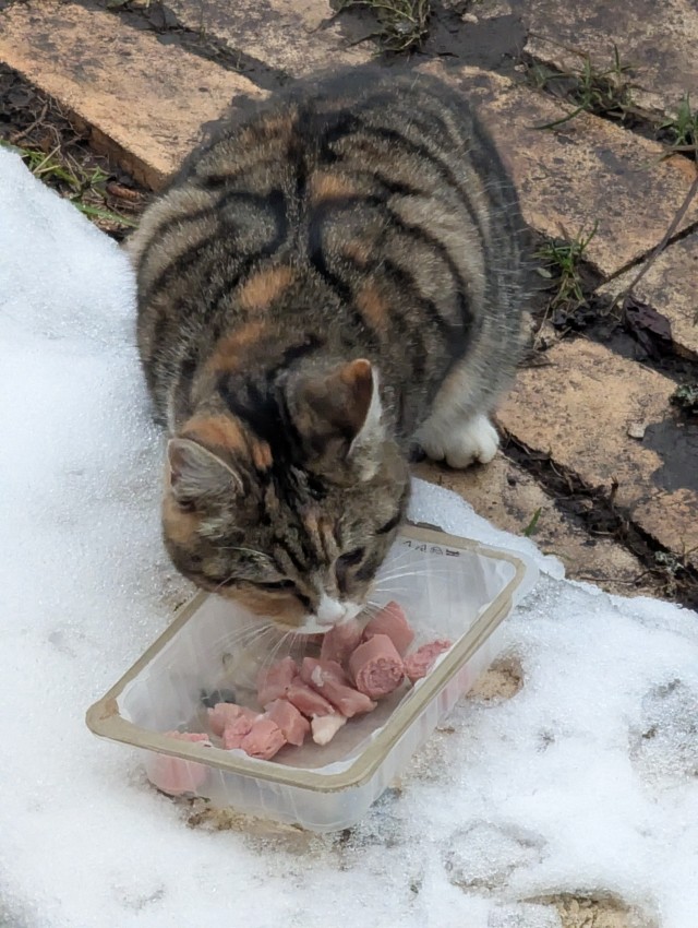 Турецкий кот.