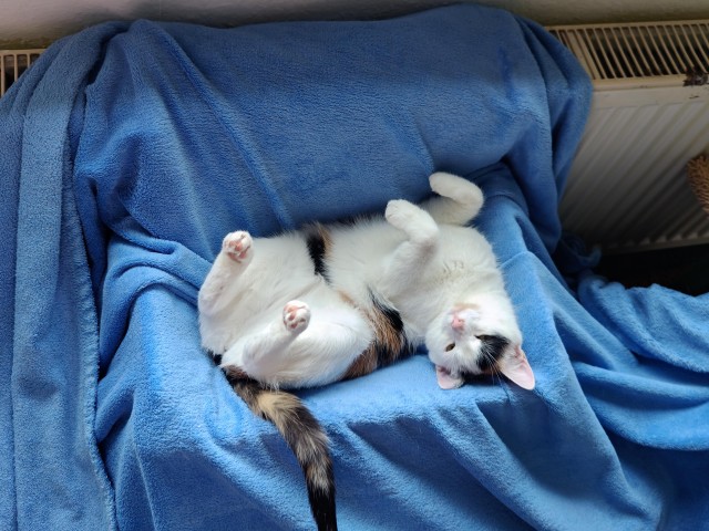 Котëнок с румынской дороги