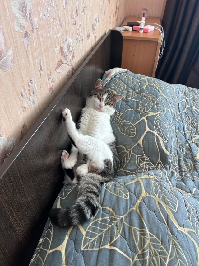 К котовтонику вам, коллеги, моего чудища