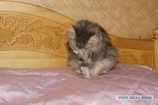 Котовторник 12.11.2013