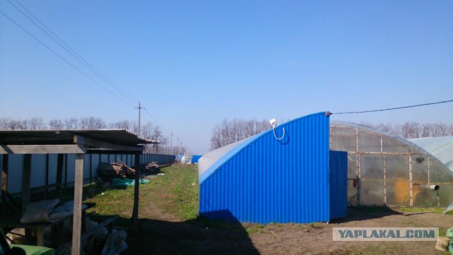 Любителям зелени 2