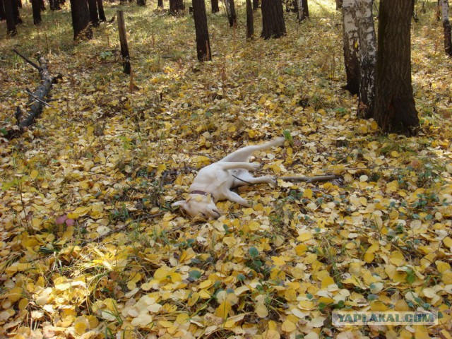 Собакочетверг