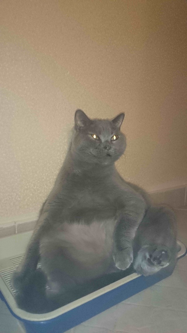 Котовторник 29.04.14.
