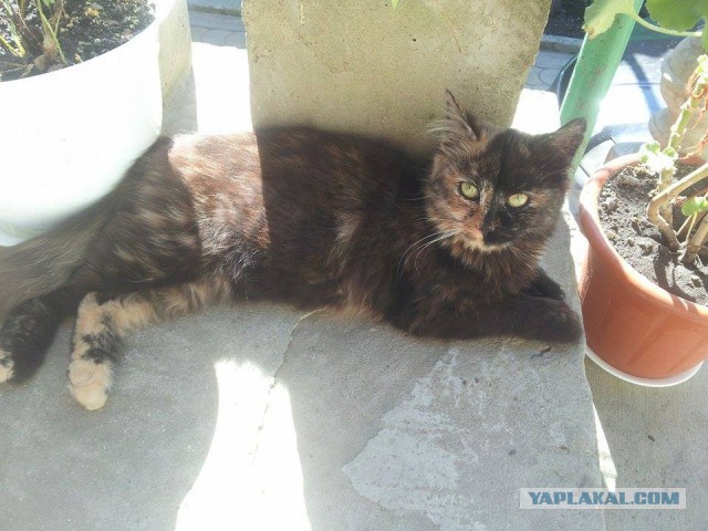 Котовторник 6.05.2014