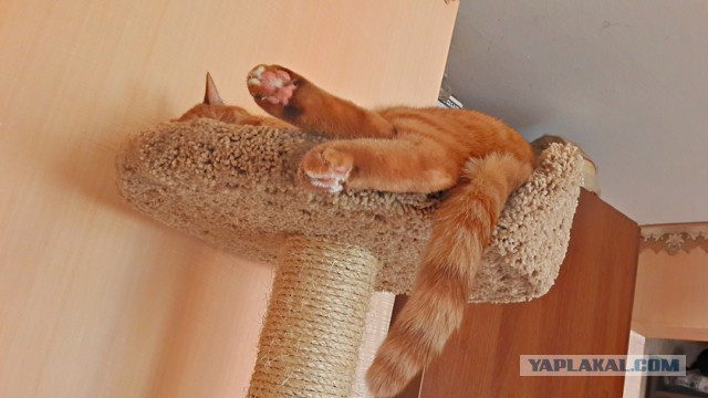 С Котовторником!