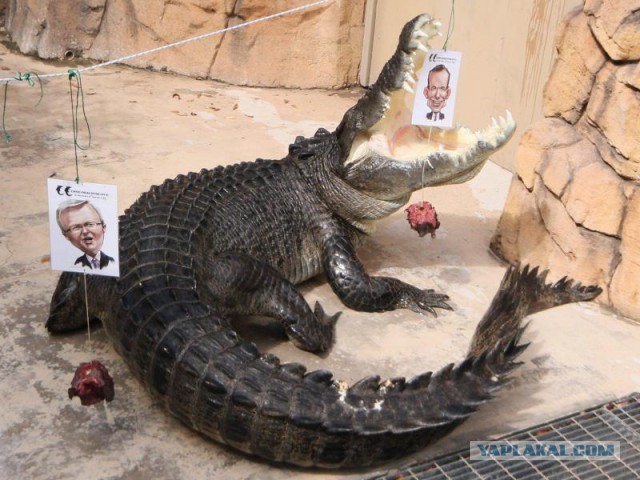 Австралия пригрозила не пустить Путина на саммит