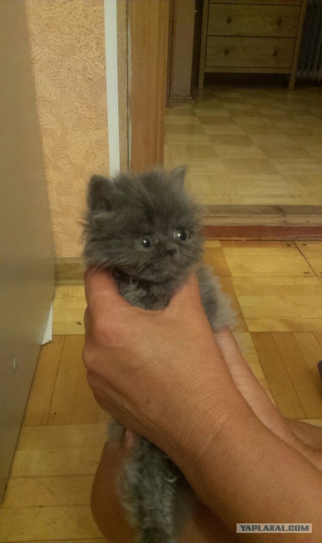 Котовторник 2.12.14