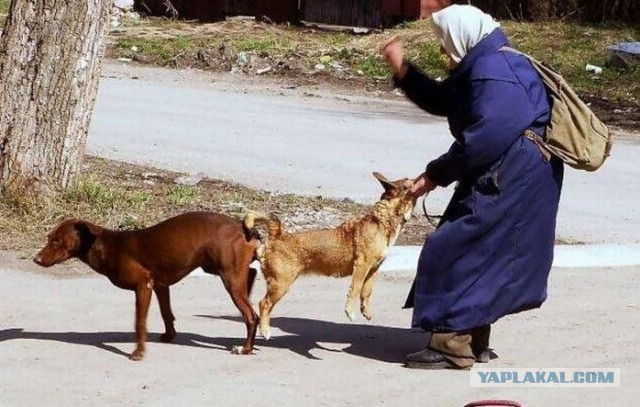 Беличий король или история спасения белок
