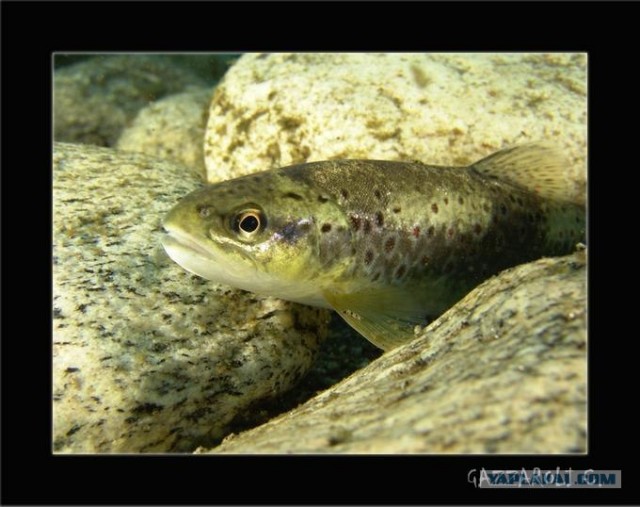 Кристально чистые воды реки Верзаска