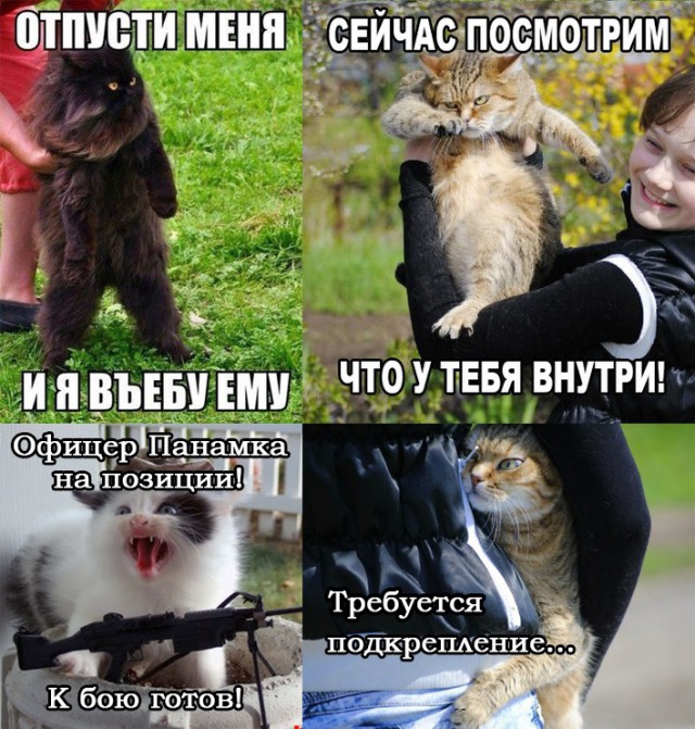 Первая прогулка с котом