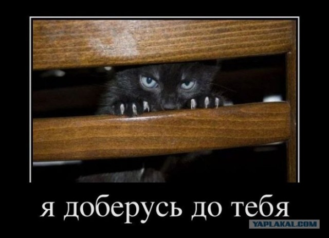 Нельзя недооценивать котейку