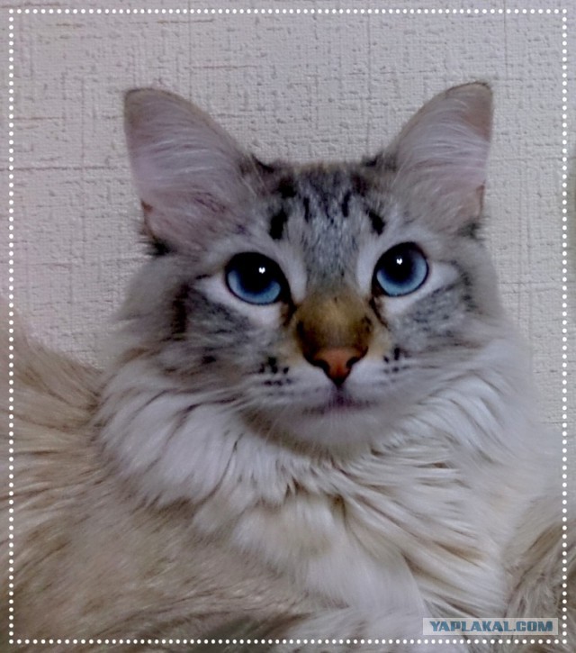 Котовторник 07.06.2016