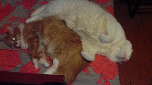 Котёнок с улицы