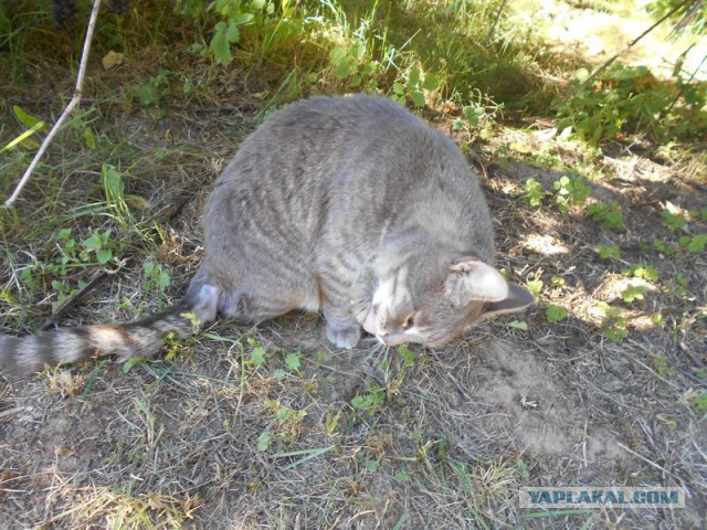 Жизнь домашнего приюта для котеек 131