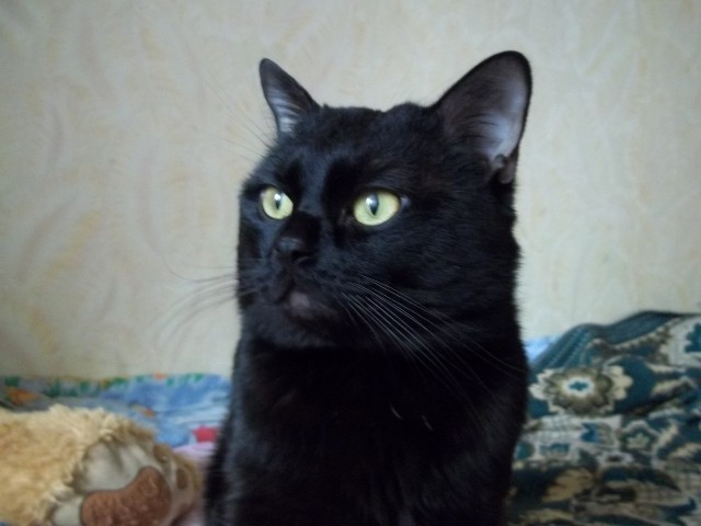 Коты и Кошки