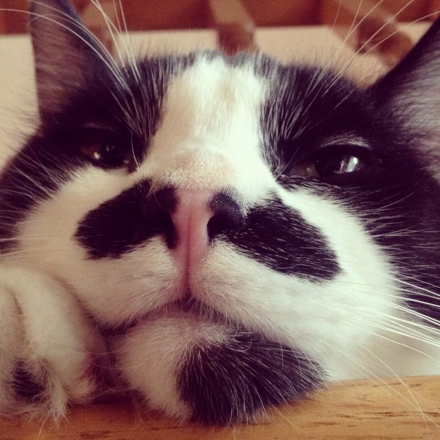 Коты и Кошки
