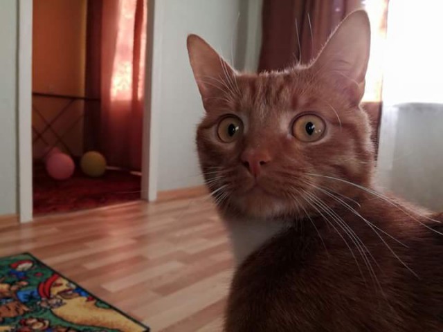 Коты и Кошки