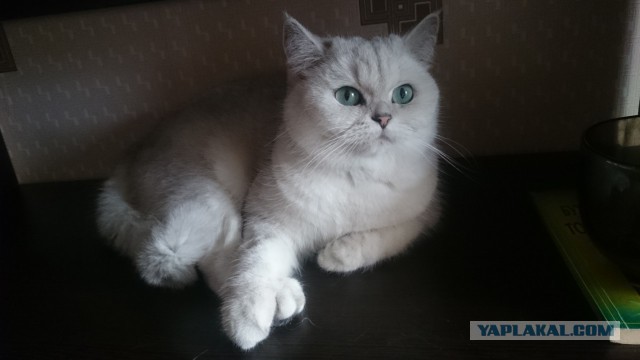 Котовторник 30.05.2017