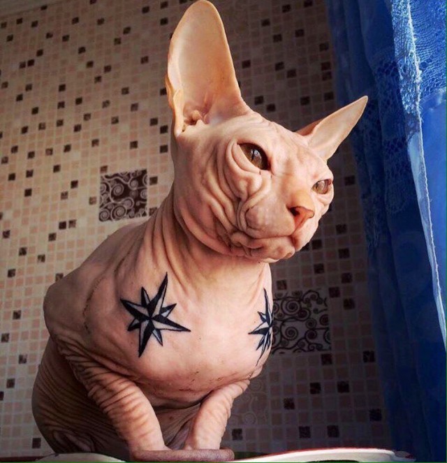 Коты и Кошки