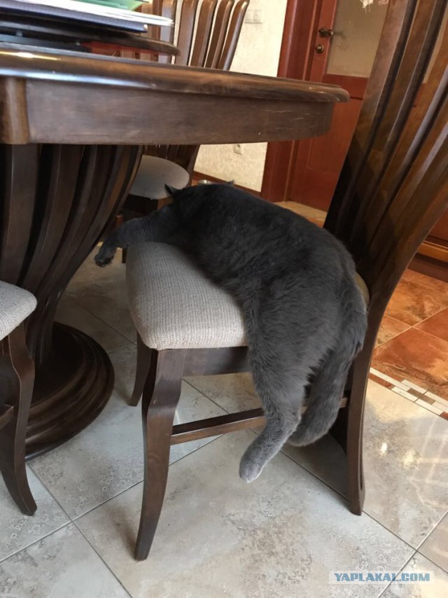 Котовторник 20.02.18