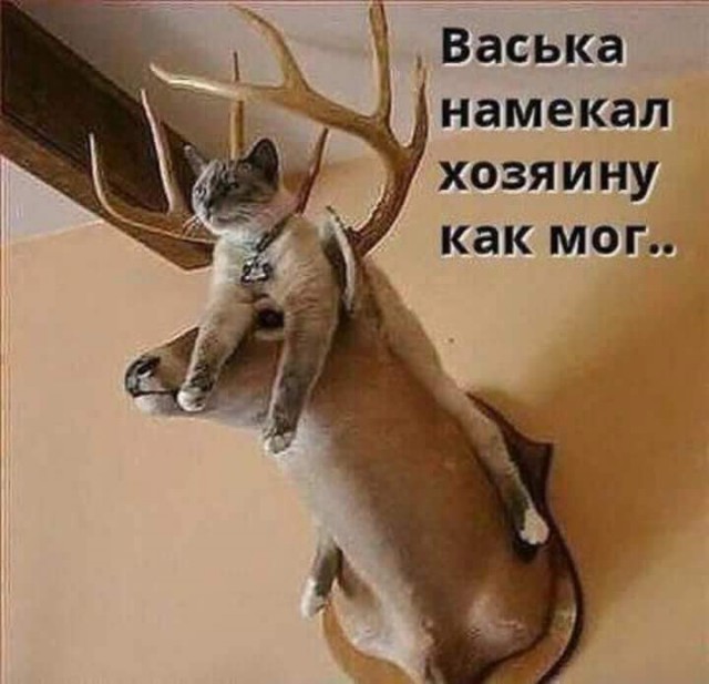 Фотобомбы котов