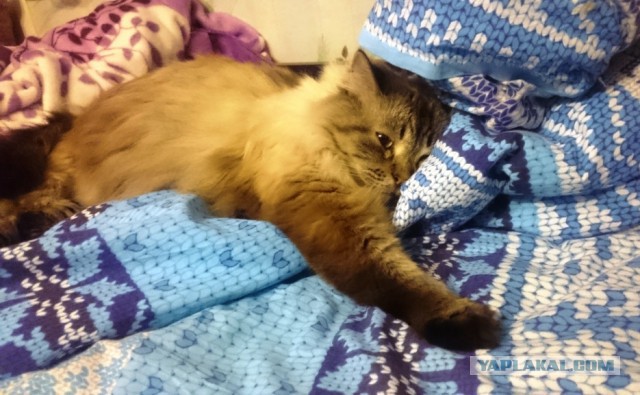 Котовторник 27.03.2018