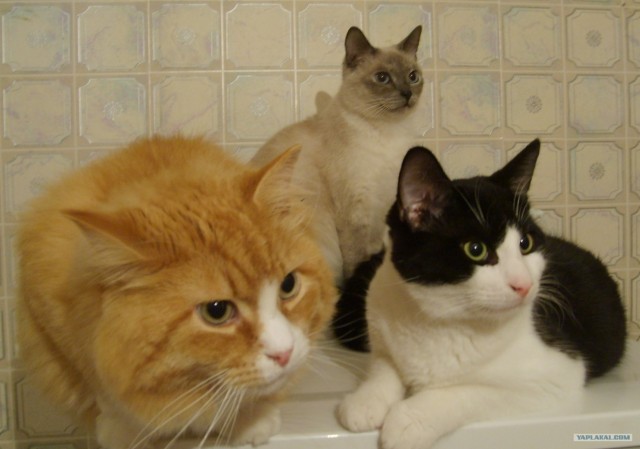 Котовторник на 07.04.2009