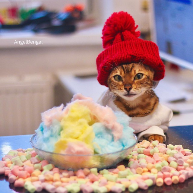 Прикольных котов пост