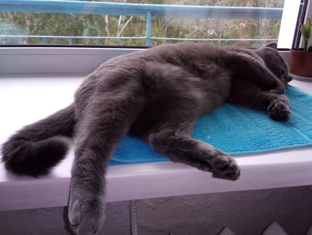 Котовторник 11.09.18.