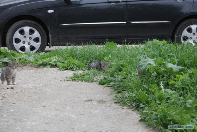 Начинаем котовторник!