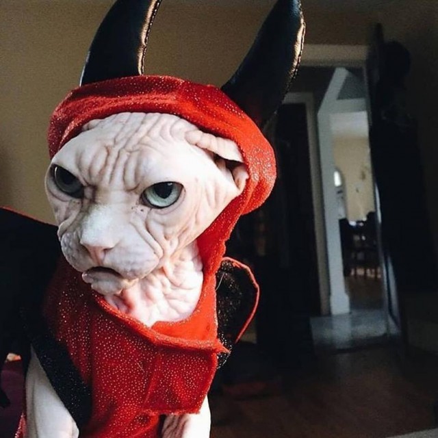 Милоты пост