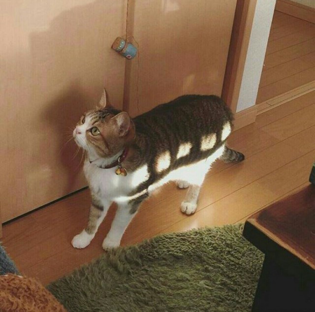 Прикольных котов пост