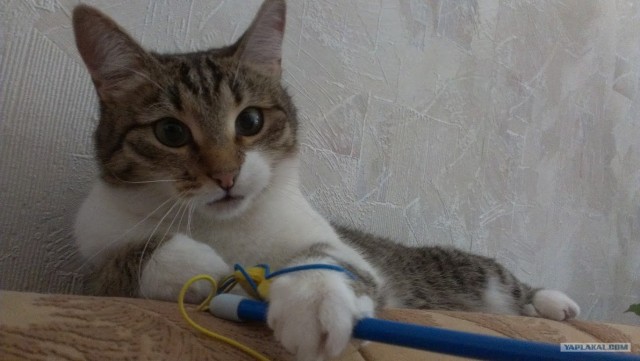 Котовторник 24.04.2012