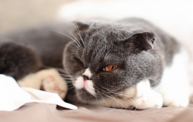 Котовторник 8 мая 2012