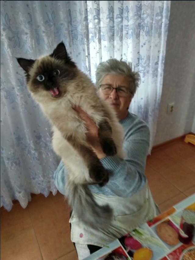 Забавные фото котеек