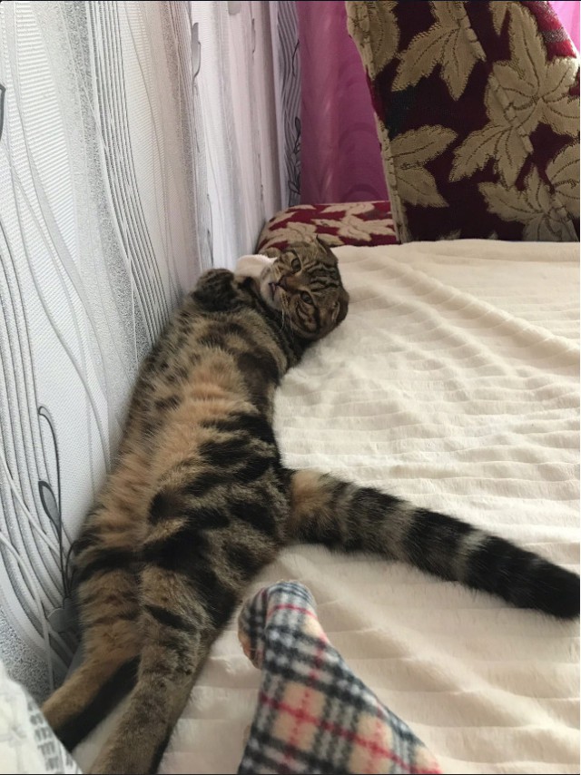 Забавные фото котеек