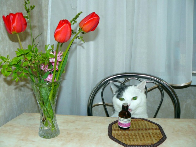 Прикольных котов пост