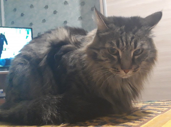 Котовторник 30.04.2019.