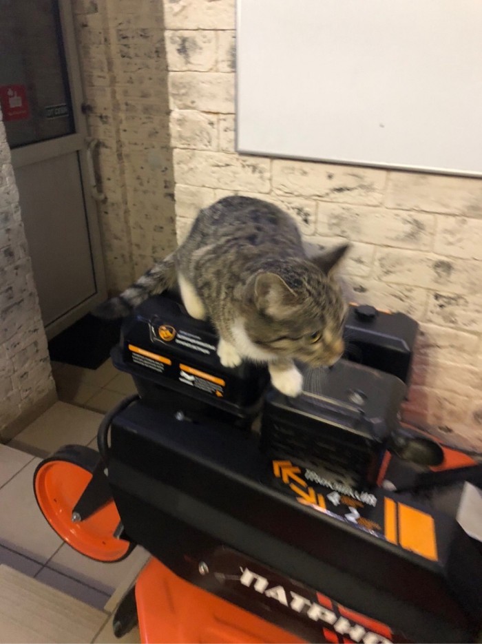 Мой котяра!