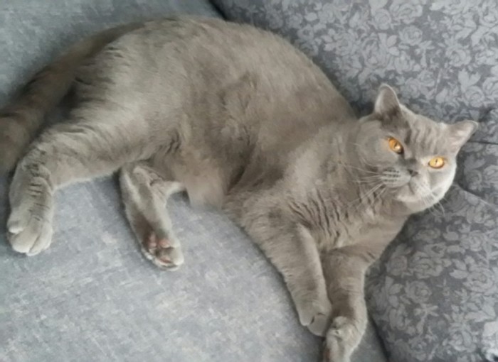 Котовторник 28.01.2020