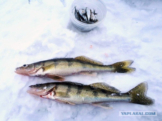 Жаренный берш с медово-огуречным соусом.