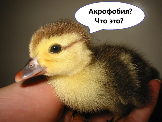 Отряд самоубийц