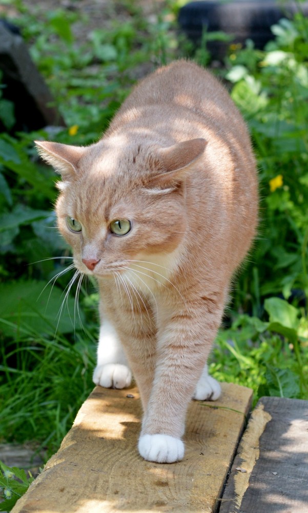 Лучшие сухие корма для кошек