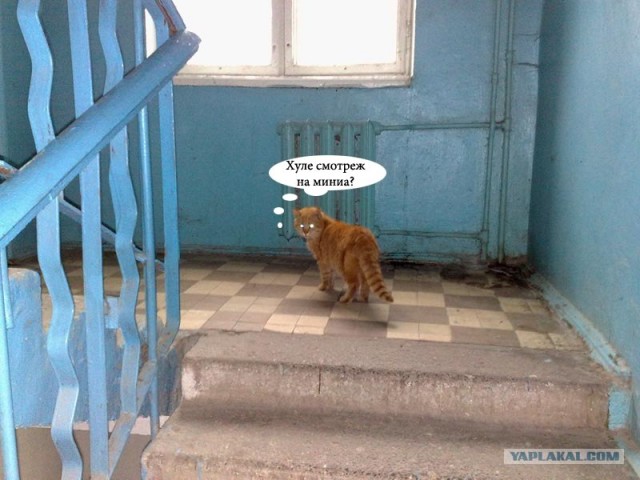 Фотожаба: Пятница у кота