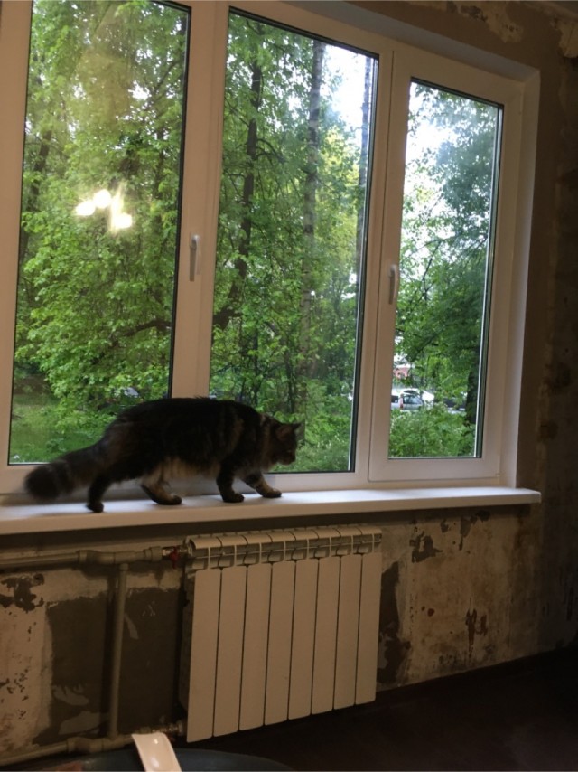 Из жизни маленького мейнкуна