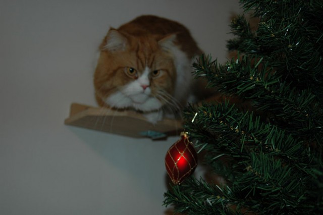 Кот, который не любит Новый год