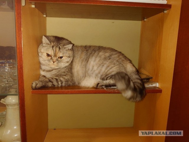 Котовторник. Добавляйте своих